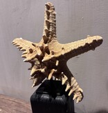 De appelgaard Zeester Oranje