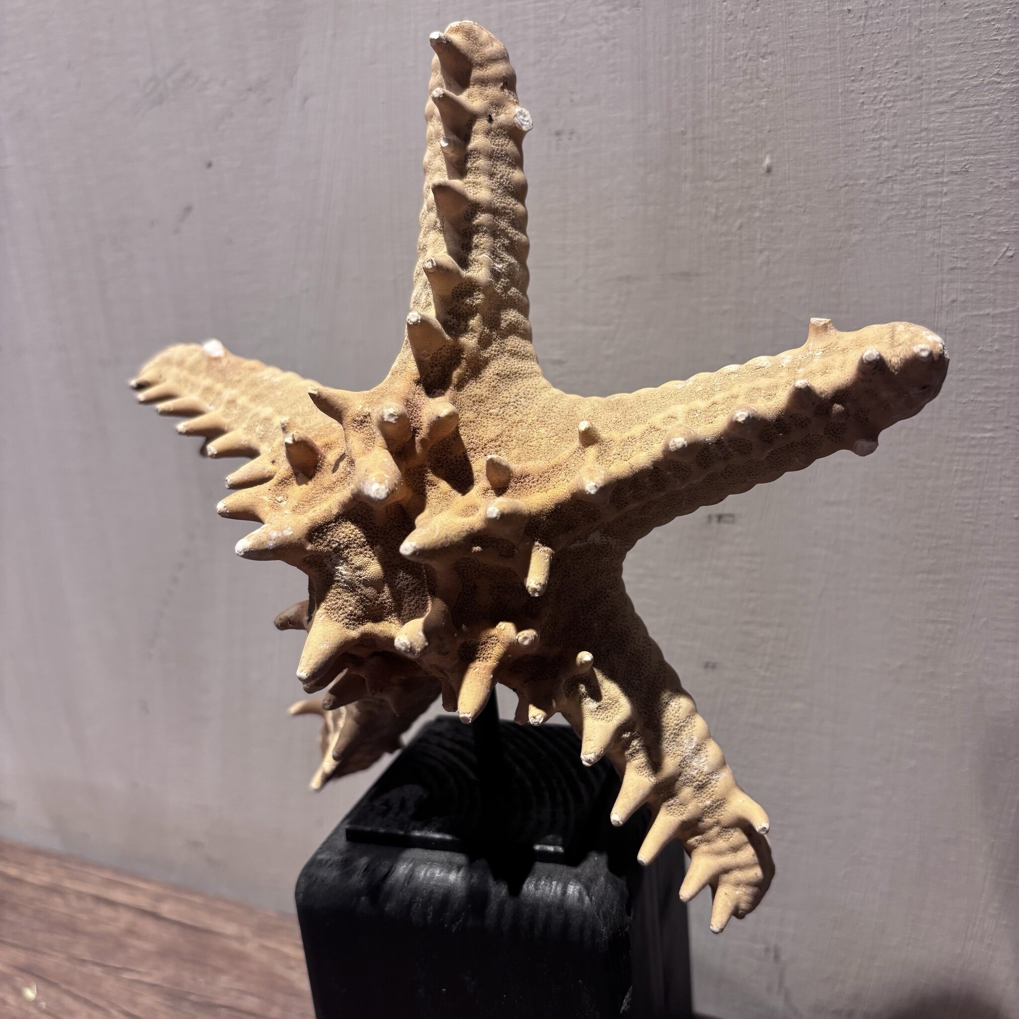 De appelgaard Zeester Oranje