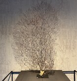 De appelgaard koraal tak