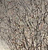 De appelgaard koraal tak