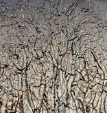 De appelgaard koraal tak