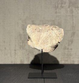 De appelgaard schelp op voet