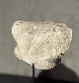 De appelgaard schelp op voet