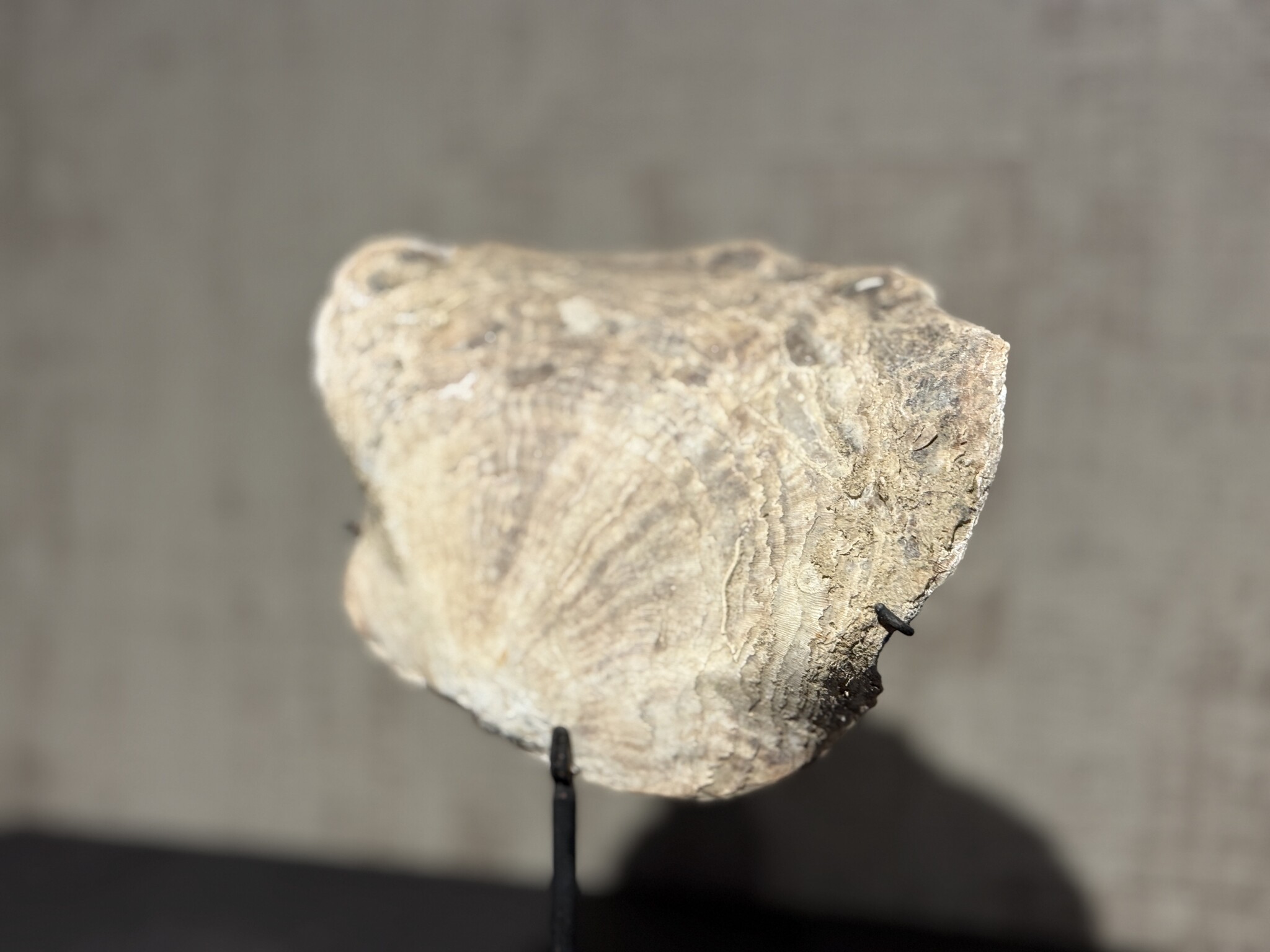 De appelgaard schelp op voet