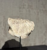 De appelgaard schelp op voet