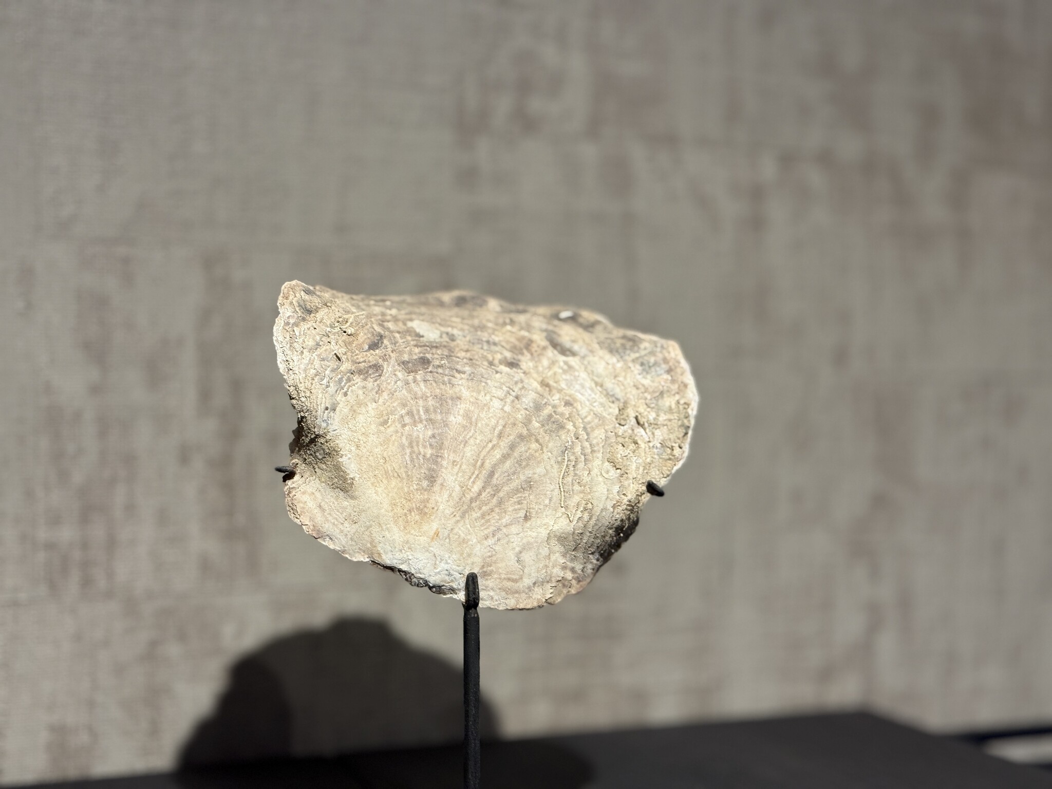 De appelgaard schelp op voet