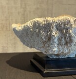 De appelgaard koraal op voet