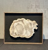 De appelgaard lijst met versteend hout groot