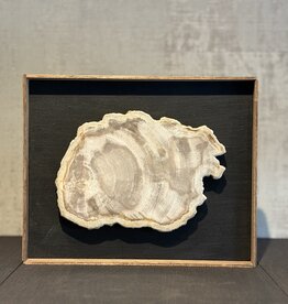 De appelgaard lijst met versteend hout groot