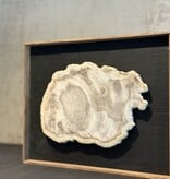 De appelgaard lijst met versteend hout groot