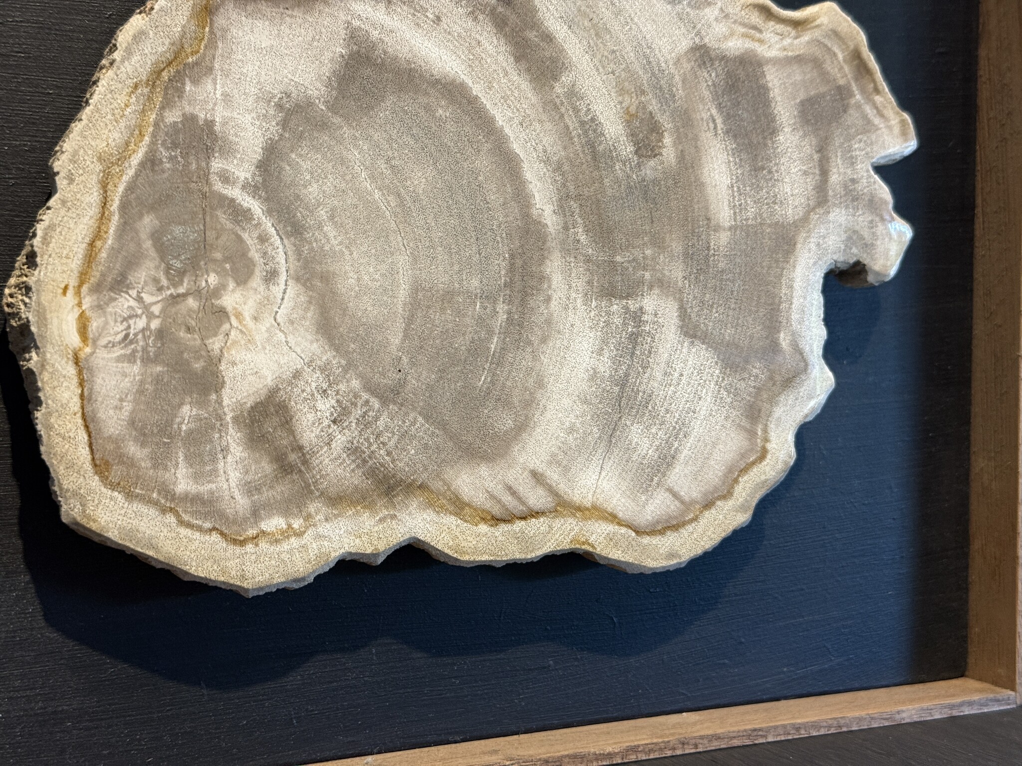 De appelgaard lijst met versteend hout groot