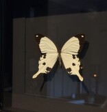 De appelgaard lijst met vlinder