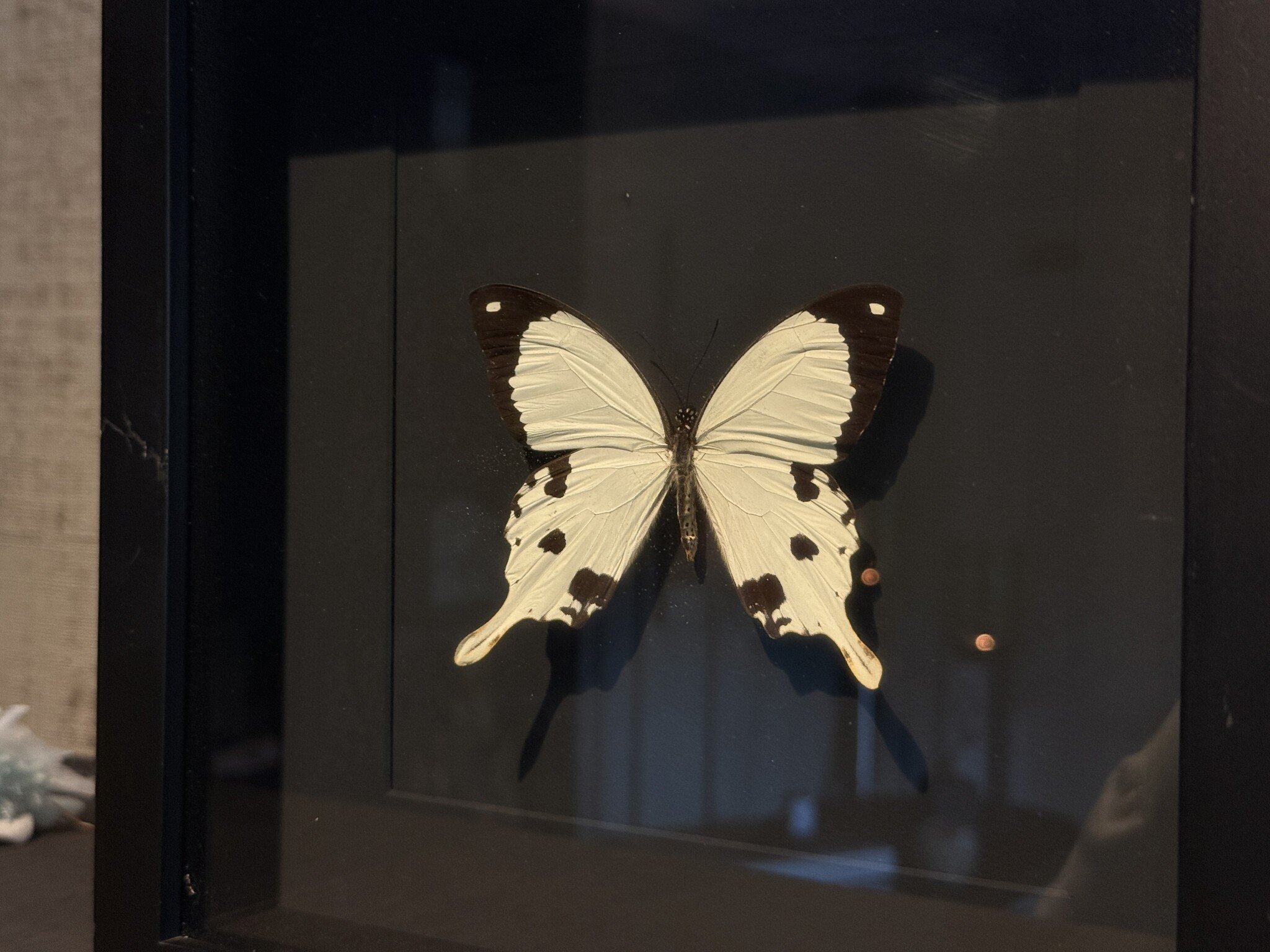 De appelgaard lijst met vlinder