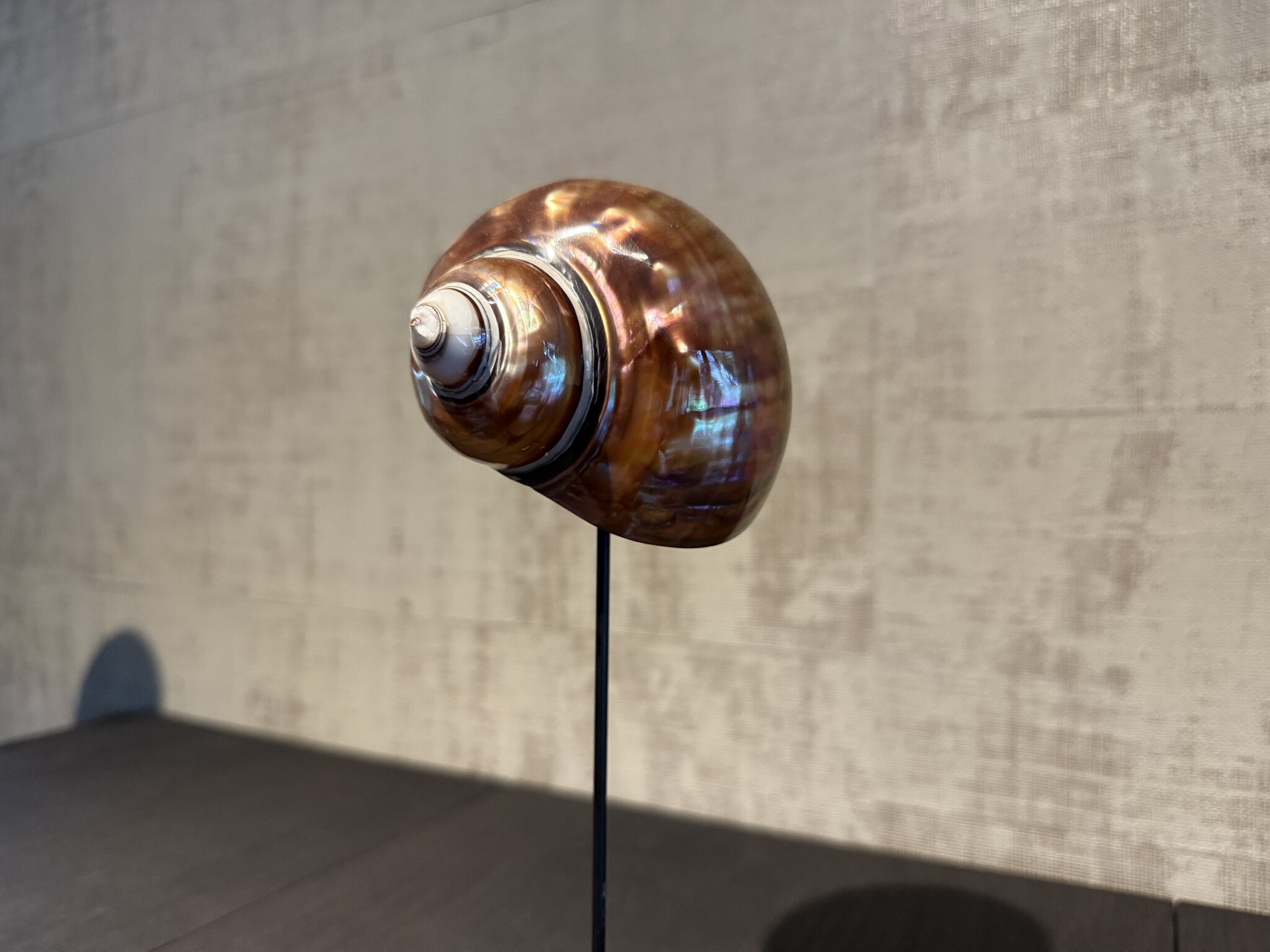 De appelgaard purple shell klein