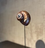 De appelgaard purple shell groot