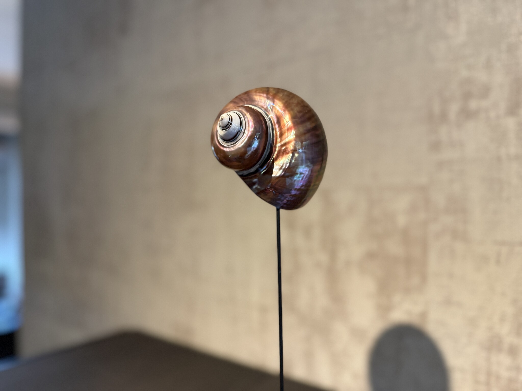 De appelgaard purple shell groot