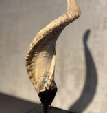 De appelgaard ram hoorn