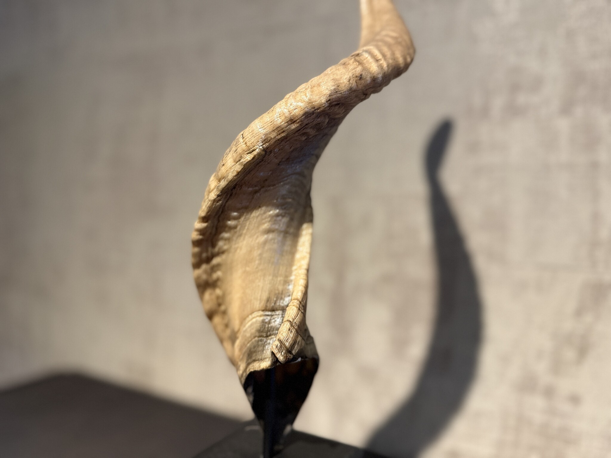 De appelgaard ram hoorn