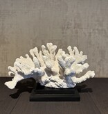 De appelgaard koraal op plateau groot