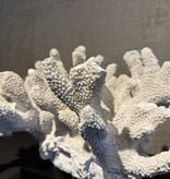 De appelgaard koraal op plateau groot