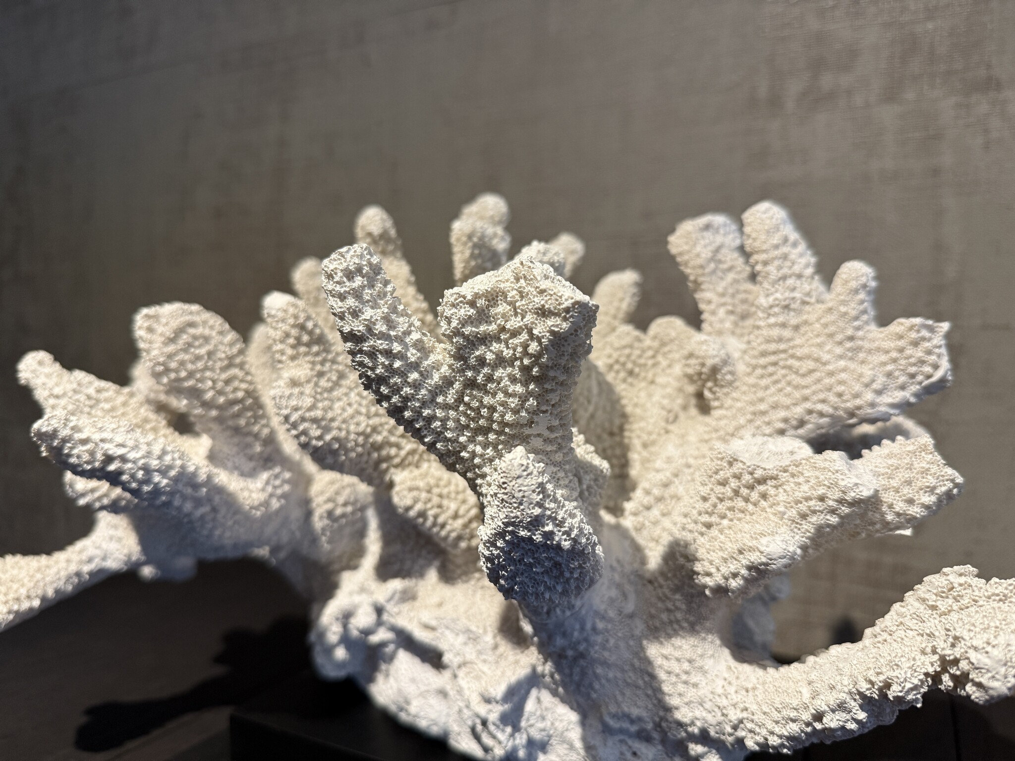 De appelgaard koraal op plateau groot