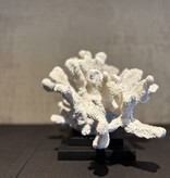 De appelgaard koraal op plateau groot