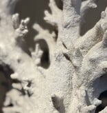 De appelgaard koraal op plateau XL