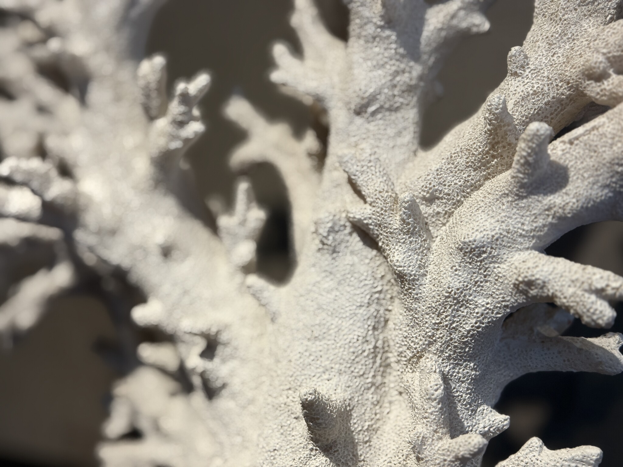 De appelgaard koraal op plateau XL