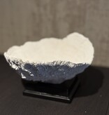 De appelgaard koraal op plateau wit