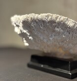 De appelgaard koraal op plateau wit