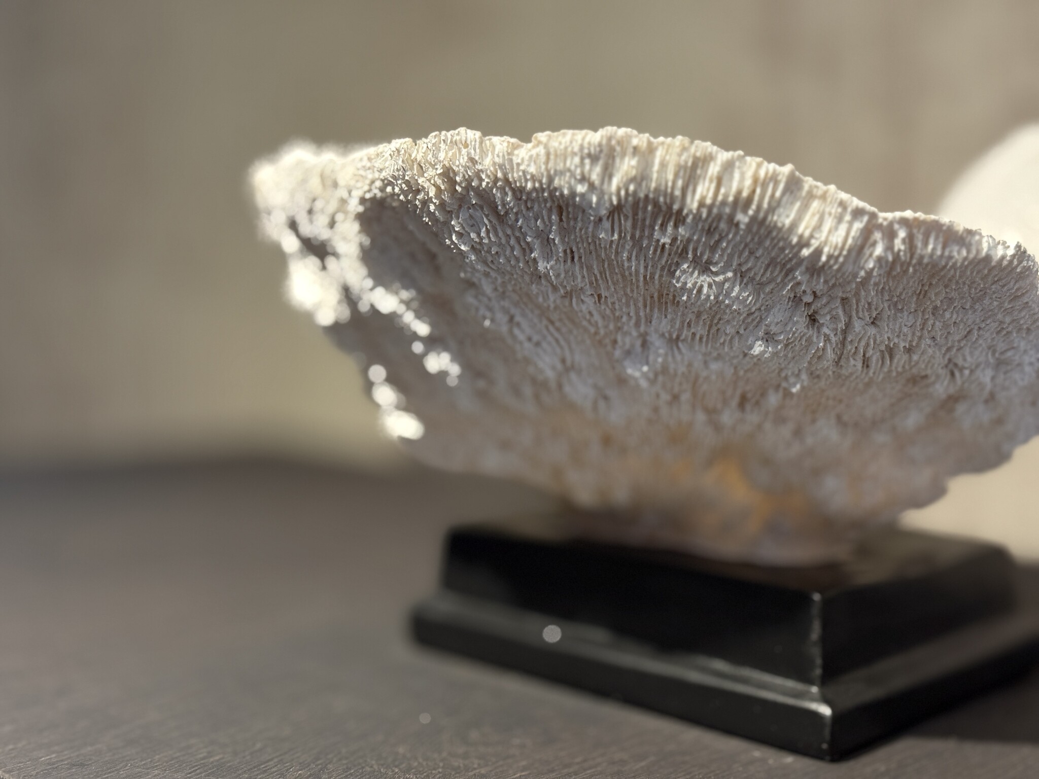 De appelgaard koraal op plateau wit