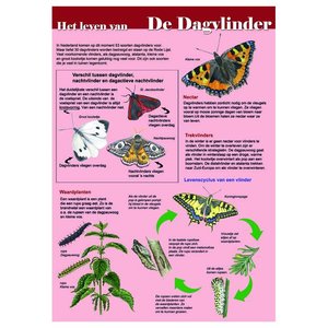 Tringa paintings Tringa Paintings Edukaart Het leven van de dagvlinder Tringa paintings Tringa Paintings Edukaart Het leven van de dagvlinder