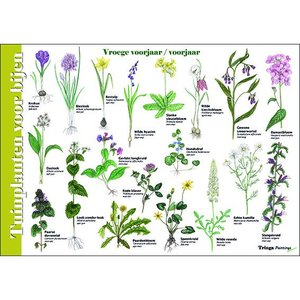 Tringa paintings Tringa herkenningskaart Tuinplanten voor bijen Tringa paintings Tringa herkenningskaart Tuinplanten voor bijen