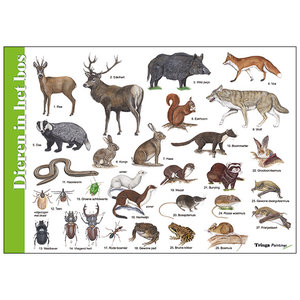 Tringa paintings Tringa herkenningskaart Dieren in het bos Tringa paintings Tringa herkenningskaart Dieren in het bos