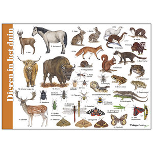 Tringa paintings Tringa Paintings Herkenningskaart Dieren in het duin Tringa paintings Tringa Paintings Herkenningskaart Dieren in het duin