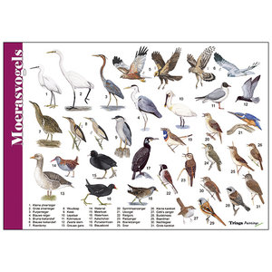 Tringa paintings Tringa Paintings Herkenningskaart Moerasvogels Tringa paintings Tringa Paintings Herkenningskaart Moerasvogels