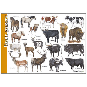 Tringa paintings Tringa herkenningskaart Grote Grazers Tringa paintings Tringa herkenningskaart Grote Grazers