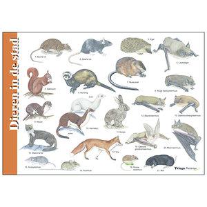 Tringa paintings Tringa herkenningskaart Dieren in de stad Tringa paintings Tringa herkenningskaart Dieren in de stad