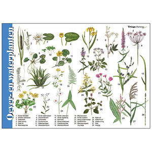 Tringa paintings Tringa herkenningskaart Oever- en waterplanten Tringa paintings Tringa herkenningskaart Oever- en waterplanten