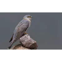 Vogelfluitje Koekoek