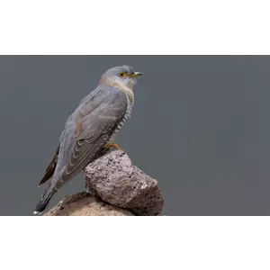 Quelle est Belle Company Vogelfluitje Koekoek Quelle est Belle Company Vogelfluitje Koekoek