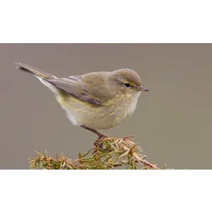 Quelle est Belle Company Vogelfluitje Tjiftjaf