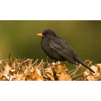 Vogelfluitje Merel