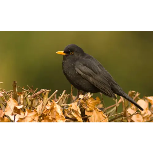 Quelle est Belle Vogelfluitje - lokfluit Merel van hout