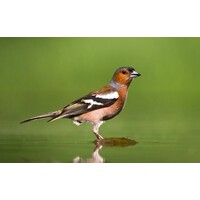 Vogelfluitje vink