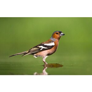 Quelle est Belle Company Vogelfluitje vink