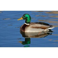 Vogelfluitje Wilde eend