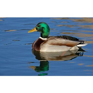 Quelle est Belle Company Vogelfluitje Wilde eend Quelle est Belle Company Vogelfluitje Wilde eend