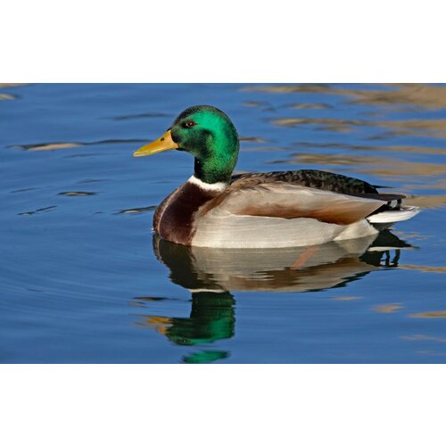 Quelle est Belle Vogelfluitje - lokfluit Wilde Eend Quelle est Belle Vogelfluitje - lokfluit Wilde Eend