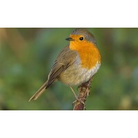 Vogelfluitje Roodborstje